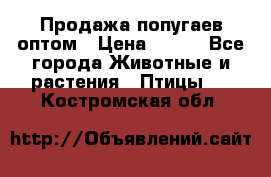 Продажа попугаев оптом › Цена ­ 500 - Все города Животные и растения » Птицы   . Костромская обл.